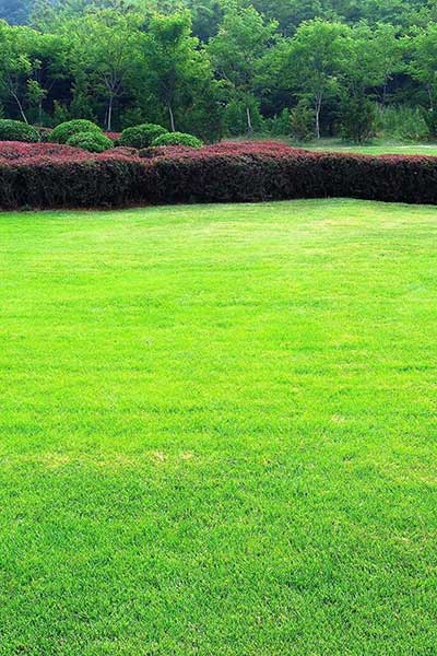 Modern lawn